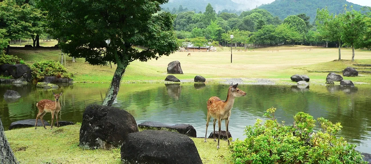 画像：周辺観光　奈良公園